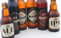 Sada piv Bernard